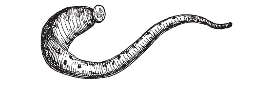 Botoks Sülük Resimleri Fotoğrafları Isparta Sülük Sağlıklı Yaşam Çiftliği